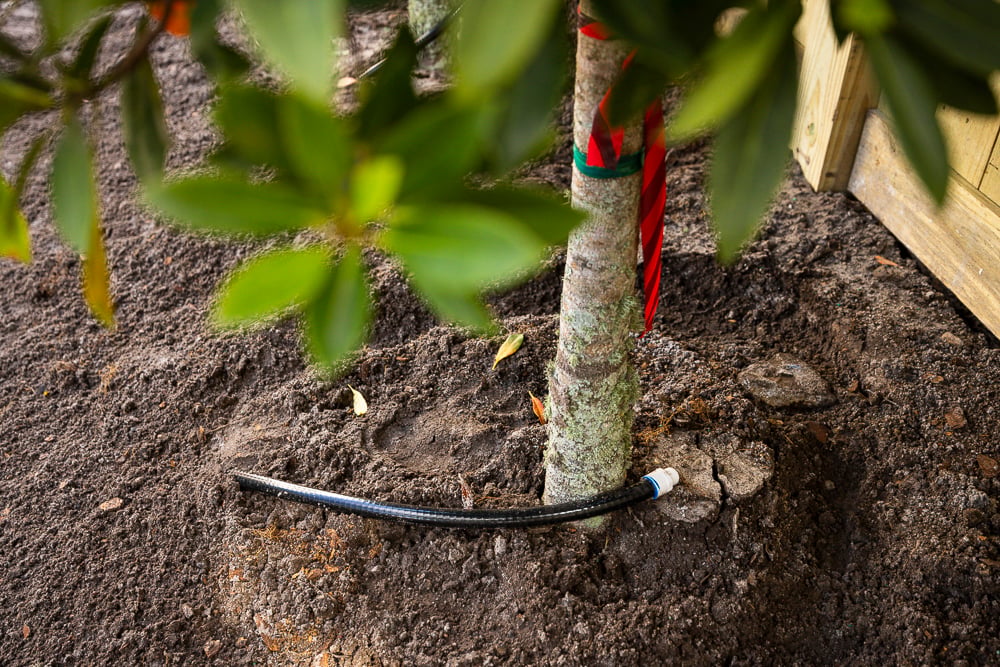 How Much Watering is Required for Native Tropical Plants in Central Florida?